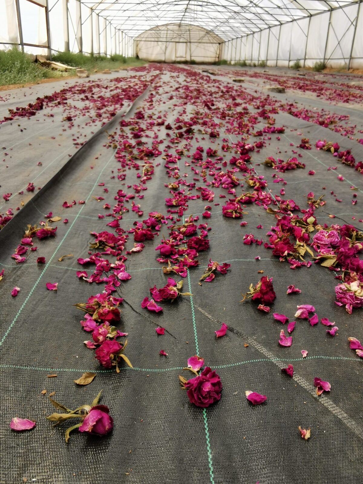 Syrian rose farm in central Anatolia, Turkey