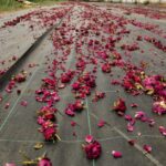 Syrian rose farm in central Anatolia, Turkey